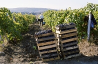 Zrelaksowane drożdże produkują lepsze wino