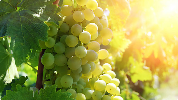 Białe wina - odmiany winorośli