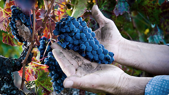 Pochodzenie winorośli